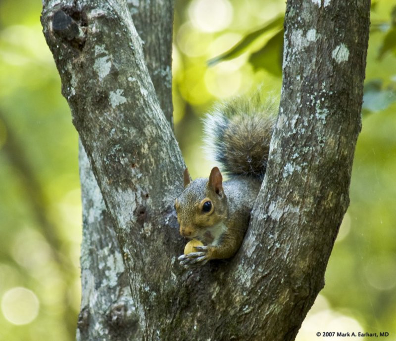 Nuts