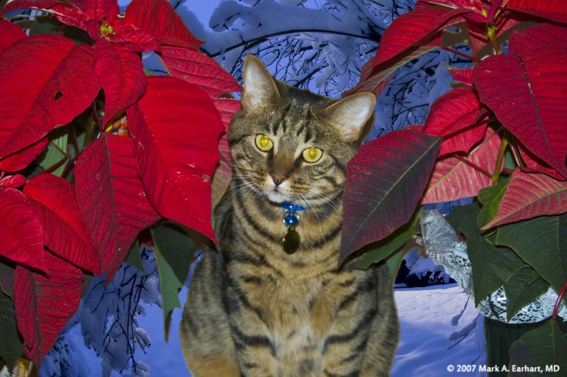 Christmas Cat