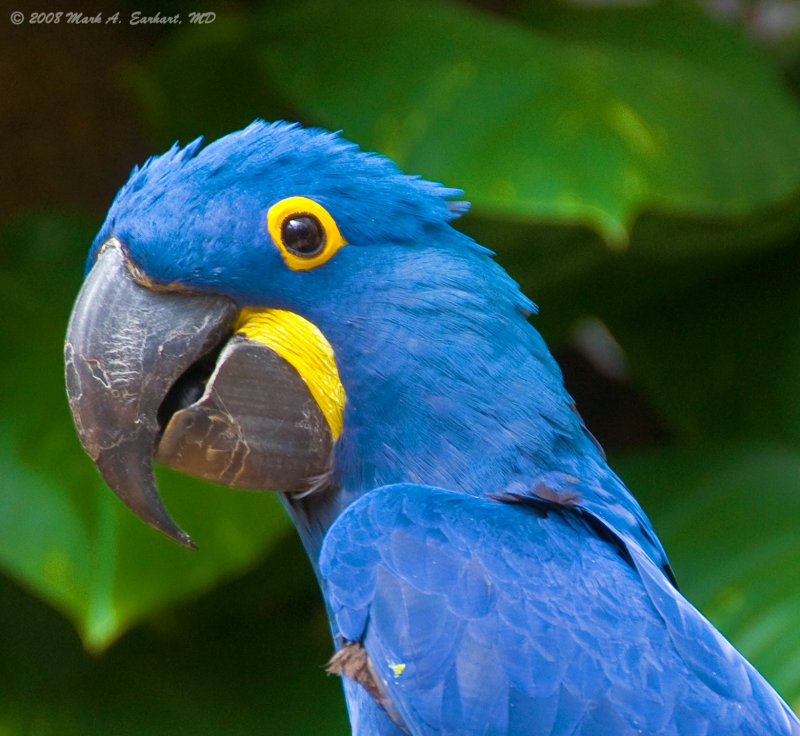 Blue Parrot