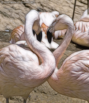 Flamingo Love (Fractalius)