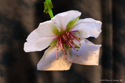 Anatomy Of A Bradford Pear Bloom