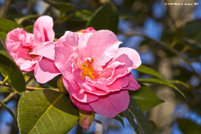Bloomin' Camellia