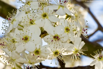 Bradford Blossom Explosion
