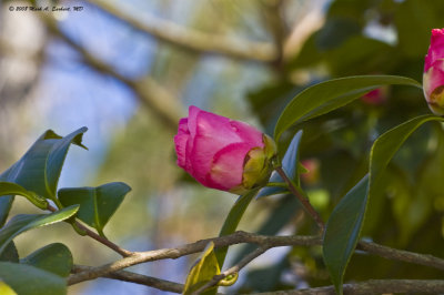 Four Layers Yet To Bloom