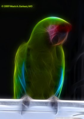 Glowing Parrot