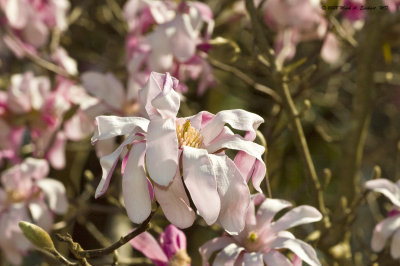 Wilting Pink Petals