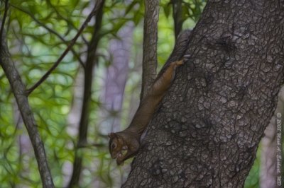 Streching On A Tree