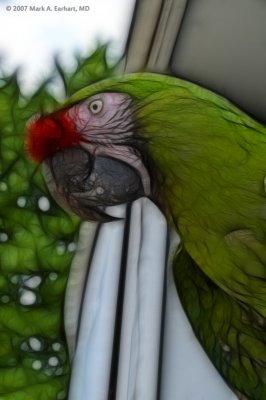 Parrot Peekaboo