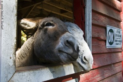 Mule Mates