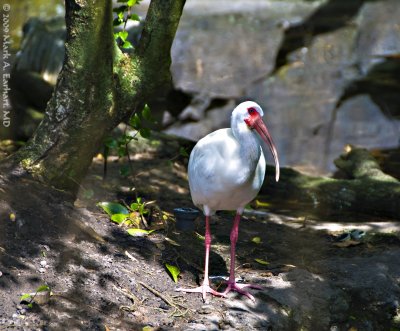 Blue Eyed Bird