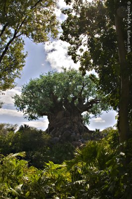 Disney World 183