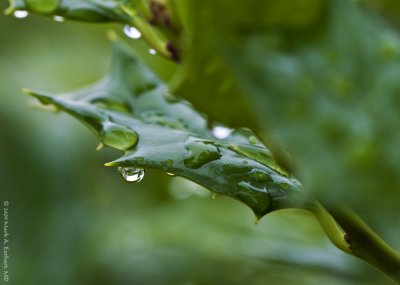 Wet Leaf