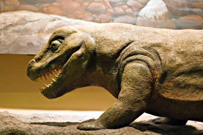 Big Lizard