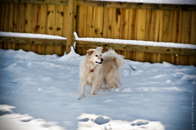 Snow Dog (Lucis)