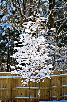 Snow Covered Tree