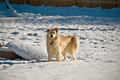 Snow Dog II