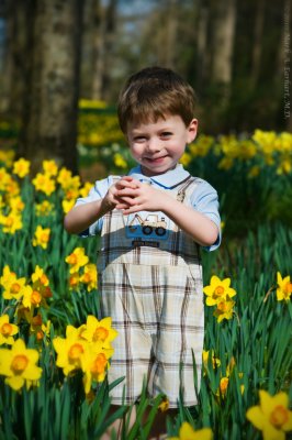 Yellow Daffodils 1
