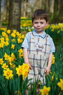 Yellow Daffodils 3