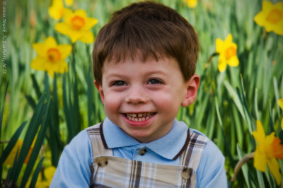 Yellow Daffodils 8