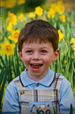 Yellow Daffodils 9
