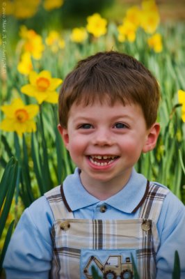 Yellow Daffodils 10