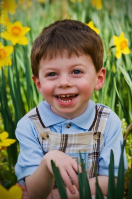 Yellow Daffodils 11