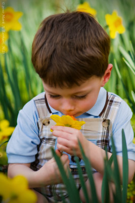 Yellow Daffodils 15