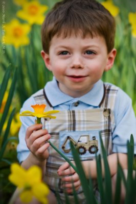 Yellow Daffodils 17