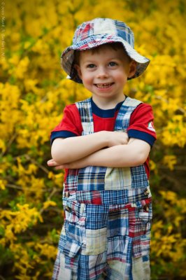 Forsythia Fun 1