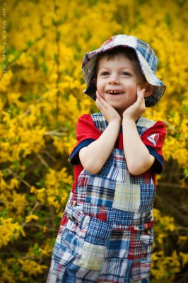 Forsythia Fun 12