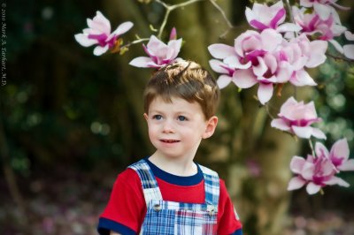 Magnolia Magic 1