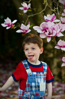 Magnolia Magic 2