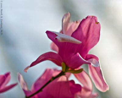 Japanese Magnolia