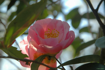 Pink Camellia