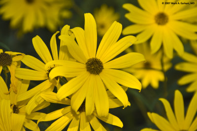 Yellow Daisies