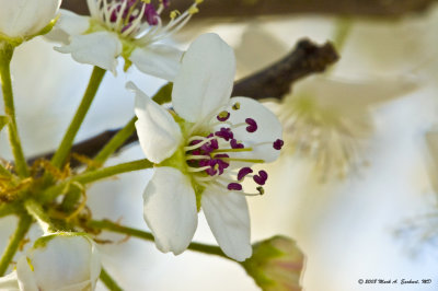 Anatomy Of A Bradford Pear Bloom