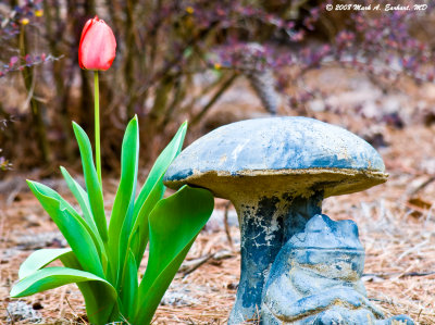One Lone Tulip
