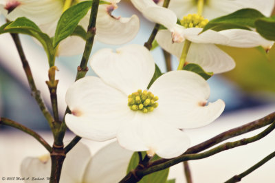 Dreamy Dogwood