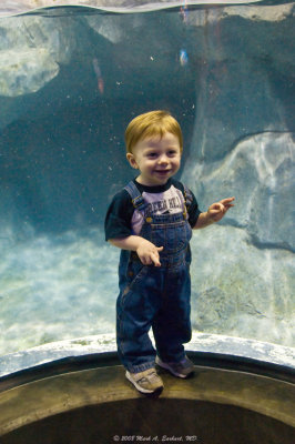 Eli At The Tennessee Aquarium Take 2