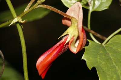 Wangi010.jpg