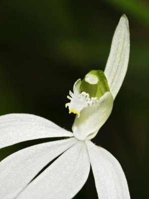 Wangi022.jpg