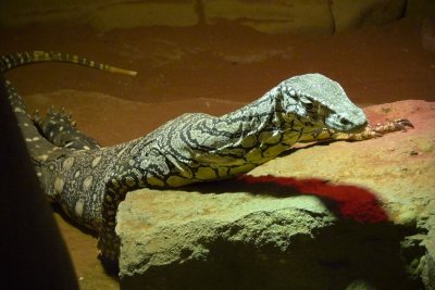 Reptile049.jpg