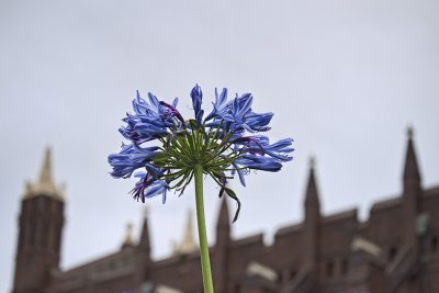 Cathedral002.jpg