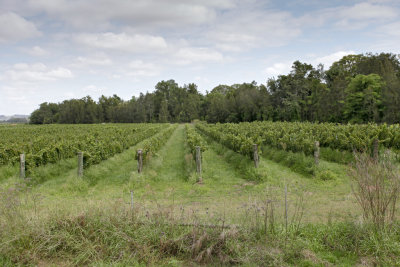 Vineyards009.jpg