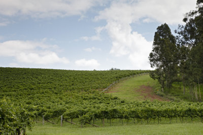 Vineyards013.jpg