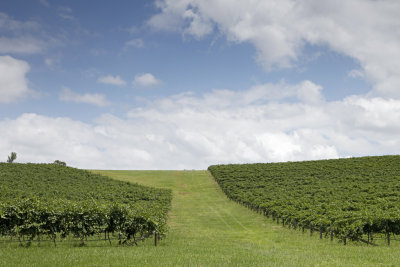 Vineyards014.jpg