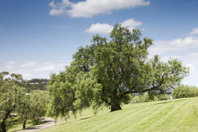 Vineyards019.jpg