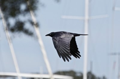 Tanilba023.jpg