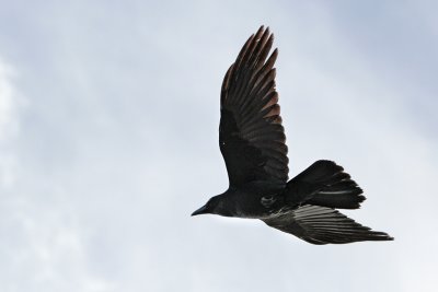 Newie012.jpg