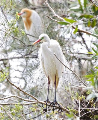 Wetland11.jpg